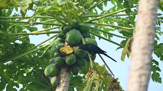 Asian koel or Eudynamys scolopaceus bird eating ripe papaya. It is a member of the&nbsp;cuckoo&nbsp;family&nbsp;of&nbsp;birds, the&nbsp;Cuculidae. It is found in the&nbsp;Indian Subcontinent and Southeast Asia. Slow motion video. 