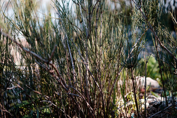 Close-up of wild grass with thin, spiky blades in a natural setting.
