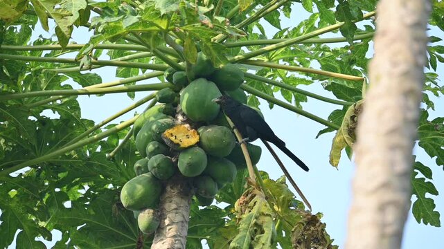 Asian koel or Eudynamys scolopaceus bird eating ripe papaya. It is a member of the&nbsp;cuckoo&nbsp;family&nbsp;of&nbsp;birds, the&nbsp;Cuculidae. It is found in the&nbsp;Indian Subcontinent and Southeast Asia. Slow motion video. 