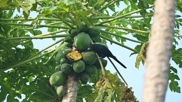 Asian koel or Eudynamys scolopaceus bird eating ripe papaya. It is a member of the&nbsp;cuckoo&nbsp;family&nbsp;of&nbsp;birds, the&nbsp;Cuculidae. It is found in the&nbsp;Indian Subcontinent and Southeast Asia. Slow motion video. 