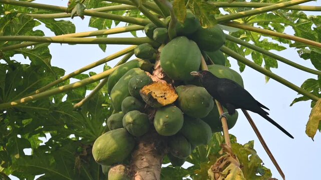 Asian koel or Eudynamys scolopaceus bird eating ripe papaya. It is a member of the&nbsp;cuckoo&nbsp;family&nbsp;of&nbsp;birds, the&nbsp;Cuculidae. It is found in the&nbsp;Indian Subcontinent and Southeast Asia. Slow motion video. 