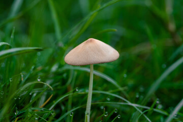 Solitary Wild Mushroom: Detail of Nature, Green Grass, Morning Dew, Stock Image
