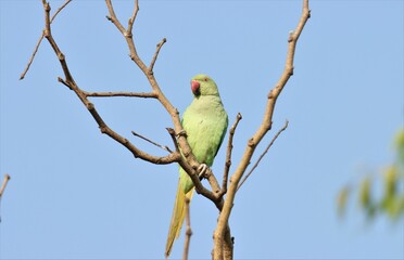 Rose-ringed parakeet on branch