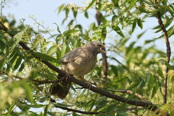 Jungle babbler on a branch