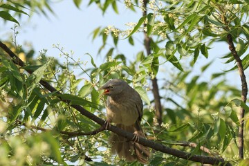 Jungle babbler bird amidst green foliage and flowers.