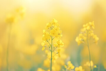 Obraz premium Vibrant yellow flowers in a field (1)