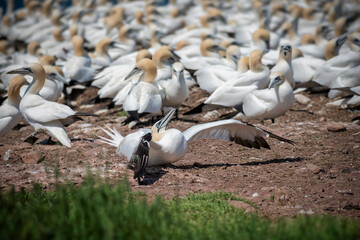 Fou de Bassan sur l'île Bonaventure