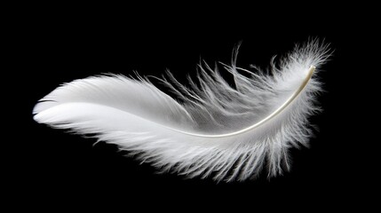 Delicate White Feather Against Black Background