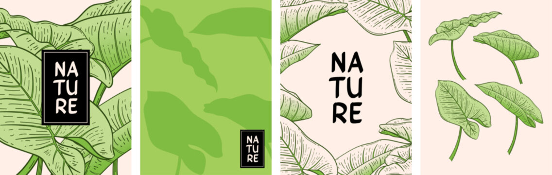 Nature poster set with taro leaf vector illustration