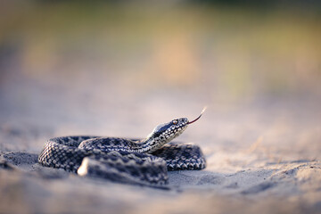 Close-up of a Moldavian steppe viper (Vipera ursinii moldavica)