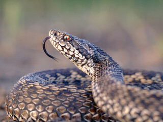 Close-up of a Moldavian steppe viper (Vipera ursinii moldavica)