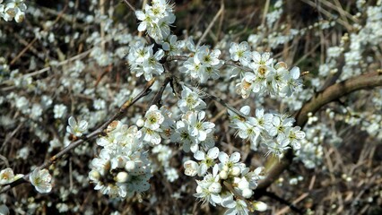Fototapeta premium Twig of flowering blackthorn, Prunus spinosa, in spring. White flowers, natural floral background. Close-up of delicate spring flowers. Spring natural background, flowering tree.