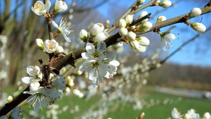 Twig of flowering blackthorn, Prunus spinosa, in spring. White flowers, natural floral background. Close-up of delicate spring flowers. Spring natural background, flowering tree.