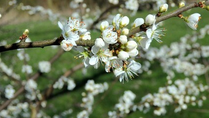Twig of flowering blackthorn, Prunus spinosa, in spring. White flowers, natural floral background. Close-up of delicate spring flowers. Spring natural background, flowering tree.