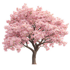 Fototapeta premium Beautiful cherry blossom tree isolated on transparent background.