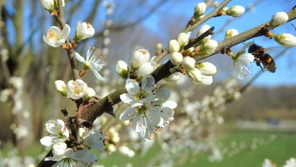 Twig of flowering blackthorn, Prunus spinosa, in spring. White flowers, natural floral background. Close-up of delicate spring flowers. Spring natural background, flowering tree.