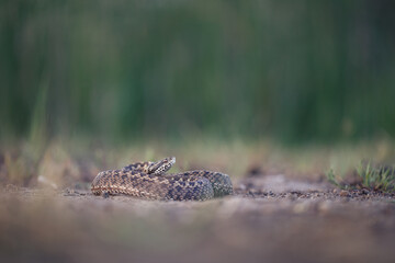 Close-up of a Moldavian steppe viper (Vipera ursinii moldavica)