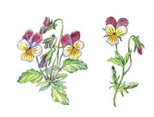 Botanical drawing with watercolor and capillary pen. Isolated image of wild pansy on white background.