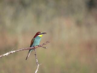 European bee-eater (Merops apiaster) with prey in its beak