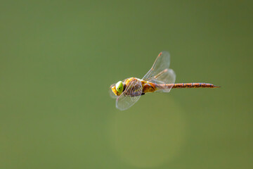 Green-eyed hawker (Aeshna isoceles) in flight