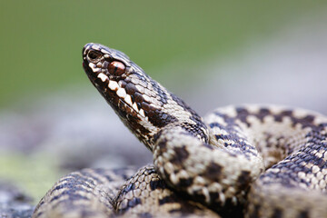 Close-up of a male European adder (Vipera berus)