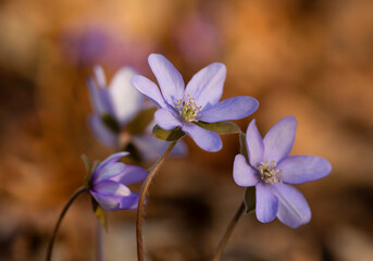 Fioletowe kwiaty Przylaszczek w lesie.  © mycatherina