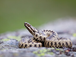 Close-up of a male European adder (Vipera berus)