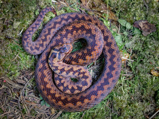Dorsal pattern on a female European adder (Vipera berus)