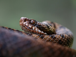 Close-up of a female European adder (Vipera berus)