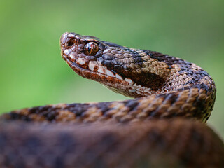 Close-up of a female European adder (Vipera berus)