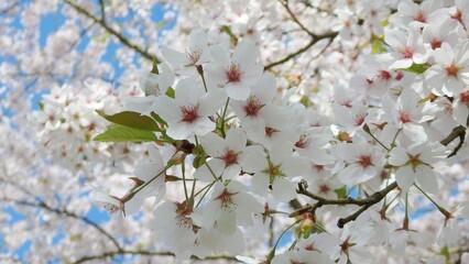 Cherry blossom full bloom on the tree in Kersenbloesempark or Bloesempark in Netherlands. Blooming white pink sakura flowers on twigs and branches in spring. Blue sky in the background 