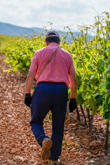 Adult farmer on a day's work watching the vines