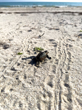 Cr&iacute;a de tortuga Carey yendo al mar (Eretmochelys imbricata) 