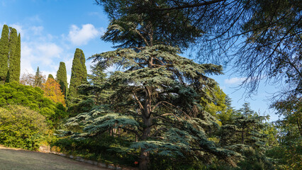 Majestic, spreading cedar tree Cedrus libani or Lebanon cedar towers above the tall and slender...