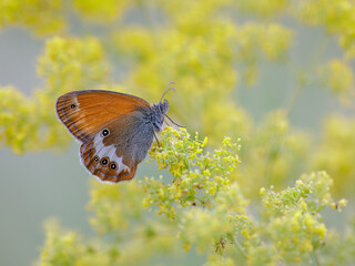 A heath butterfly (Coenonympha sp.) among flowers