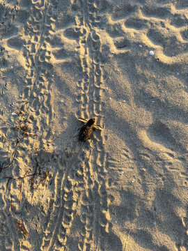 Cr&iacute;a de Tortuga Carey llegando al mar y dejando rastro en Yucat&aacute;n. (Eretmochelys imbricata) 