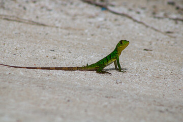 Iguana bebe 