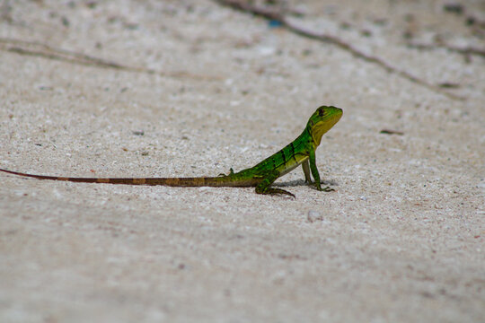 Iguana bebe 