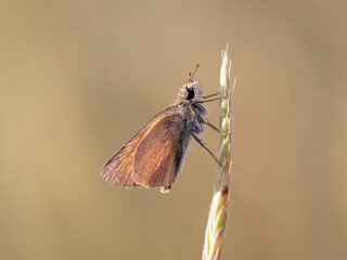 A skipper butterfly in morning light