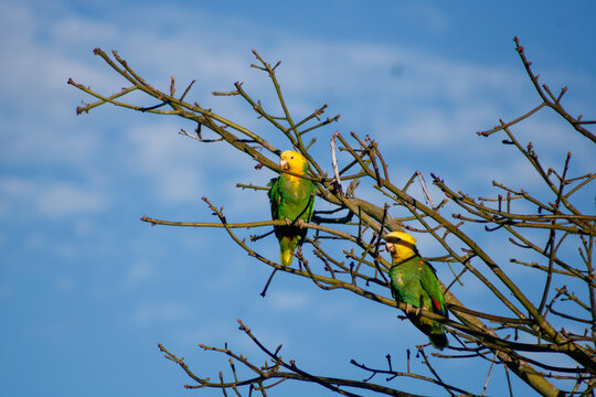 Loro de cabeza amarilla en vida libre (Amazona oratrix)