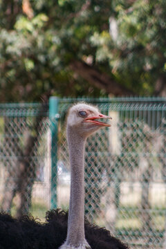 Membrana nictitante de la avestruz (Struthio camelus) 