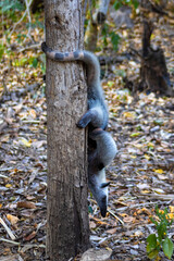 Oso hormiguero norteño (Tamandua mexicana)  En rehabilitación 