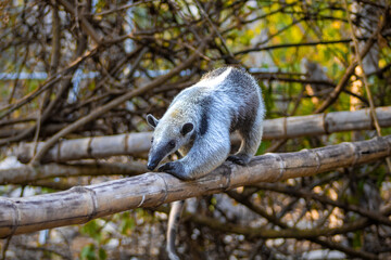 Oso hormiguero (Tamandua mexicana) en rehabilitación.