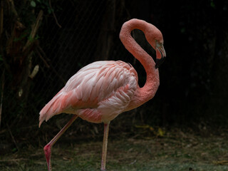 Flamenco rosa (Phoenicopterus ruber) bajo cuidado humano. 