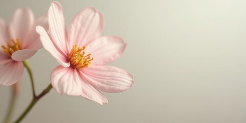 Obraz premium pink and white flower