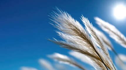 Delicate plumes of grass against a vibrant blue sky.  Fluffy, feathery flower heads dance in the breeze. Sunny day