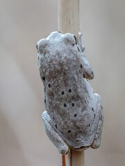 An Oriental tree frog (Hyla orientalis) with an unusual color pattern