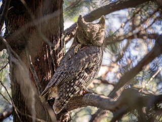 Close-up of a European scops owl (Otus scops)