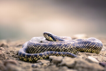 Close-up of a blotched snake (Elaphe sauromates)