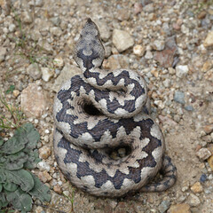 Dorsa pattern on a male nose-horned viper (Vipera ammodytes)